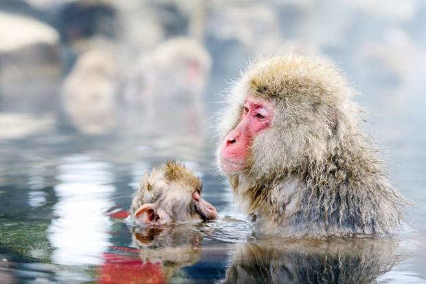 A monkey in the water

AI-generated content may be incorrect.