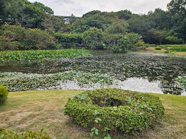 A pond with plants and trees with Guayabo National Monument in the background

AI-generated content may be incorrect.