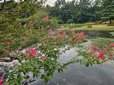 A pink flowers on a branch over a pond

AI-generated content may be incorrect.