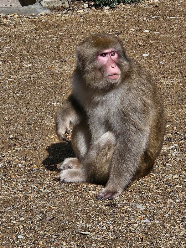 A monkey sitting on the ground

AI-generated content may be incorrect.
