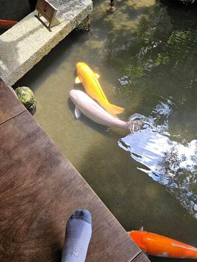 A pair of fish in a pond

AI-generated content may be incorrect.