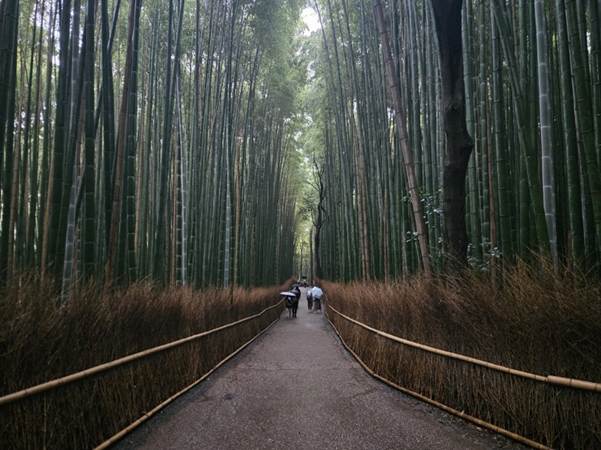 A group of people walking on a path through a forest

AI-generated content may be incorrect.