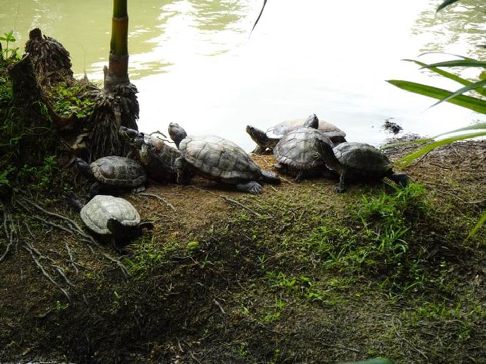 Singapore Botanic Gardens