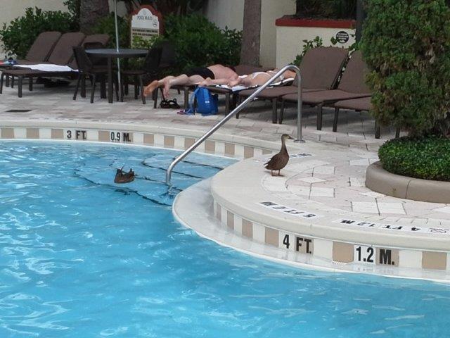A family of ducks at the Quiet Pool