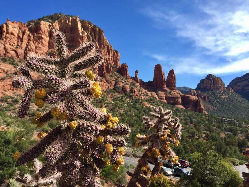 Cacti