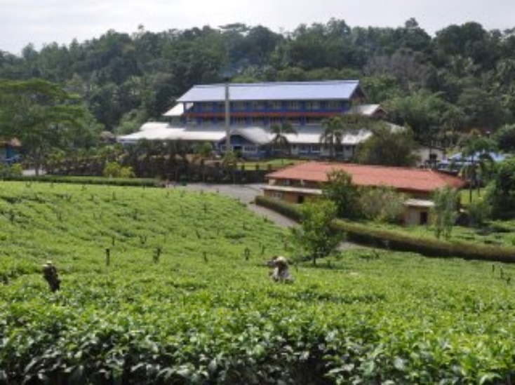 Inside the tea factory
