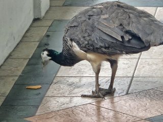 A bird standing on the floor

AI-generated content may be incorrect.