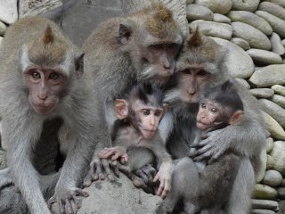 A family of monkeys near the sanctuary wall
