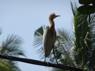 The egrets of Petulu
