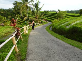 The UNESCO rice terraces in Bali