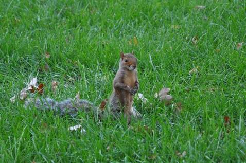 Squirrel outside Capitol building