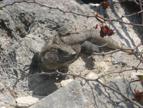 An iguana on the rocks at Xel-Ha