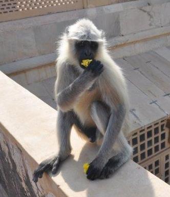 Monkeys at the Amber Palace