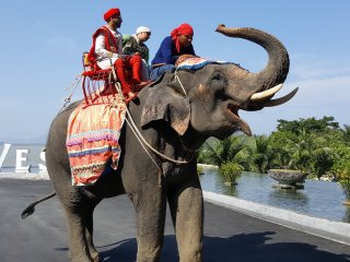 Sikh wedding elephant parade at the hotel