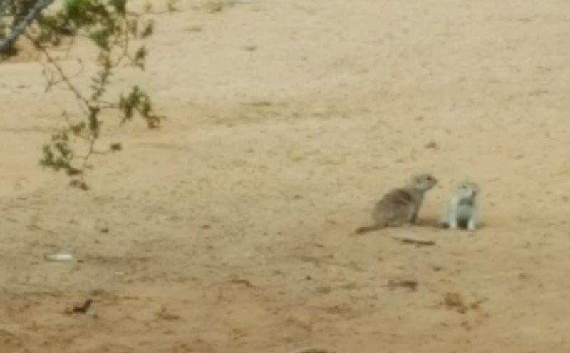 The local ground squirrel at Talking Stick
