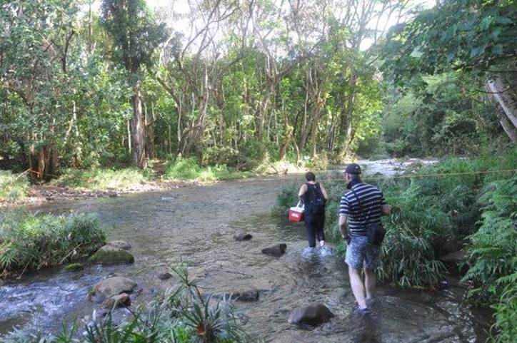 Hiking through the Kauai rainforest