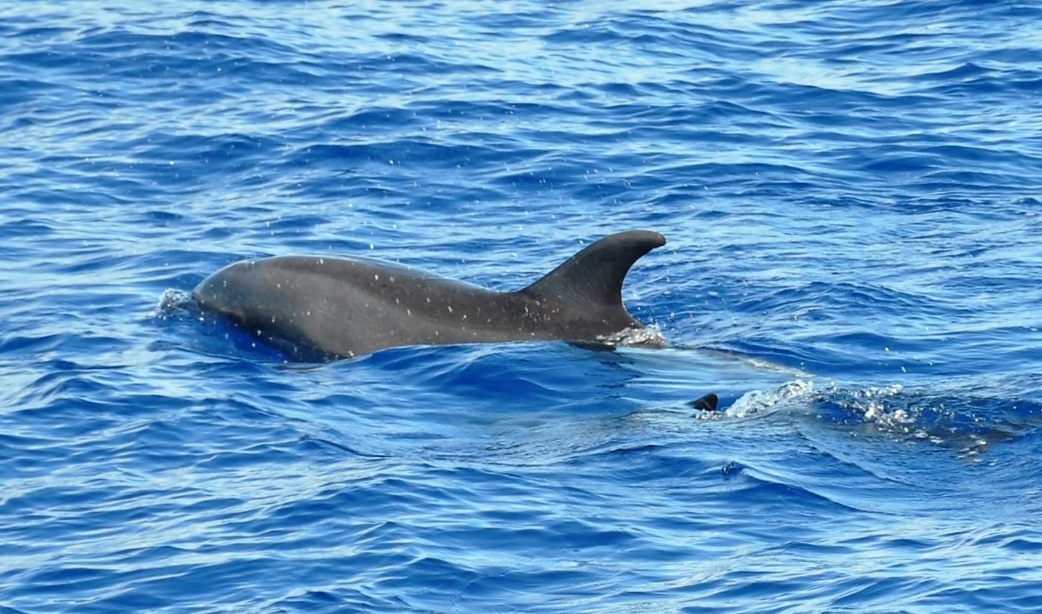 Dolphins seen off the coast of Maui