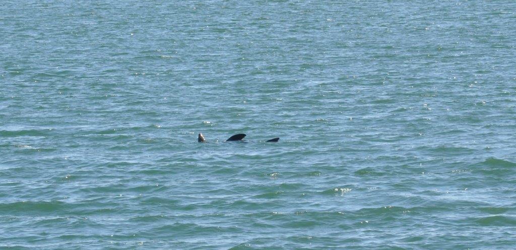 A seal floating in San Diego bay