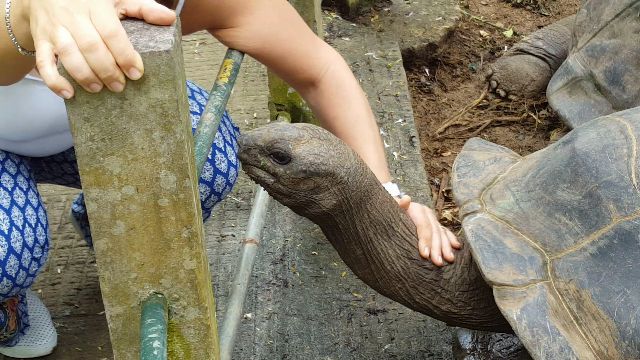 Giant tortoises at Jardin du Roi