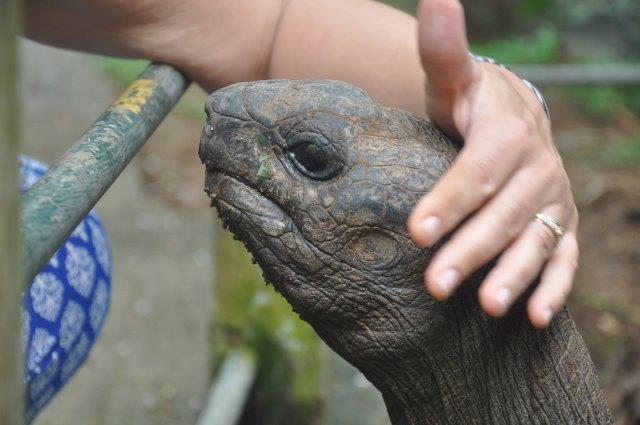 Mrs K stroking a giant tortoise