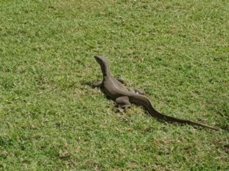 Sun worshippers on the hotel lawn