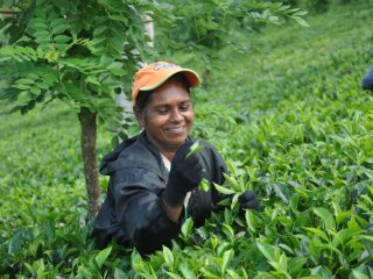 The tea plantation at Wilahena