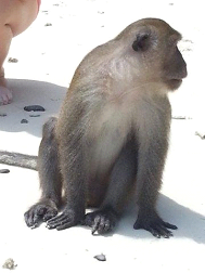 A monkey on Monkey Island near Phi Phi